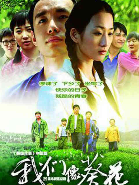 我们像葵花封面图