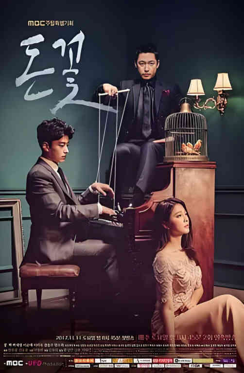 金钱之花封面图