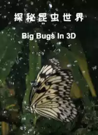 探秘昆虫世界封面图