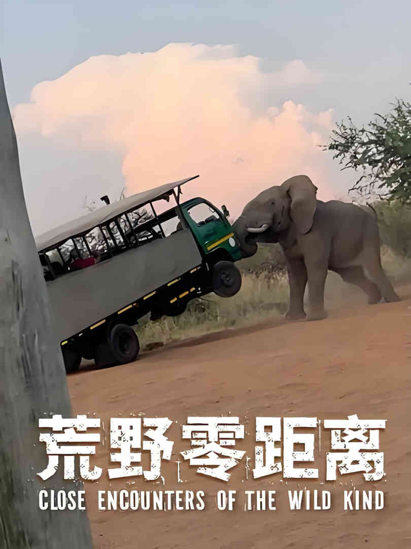荒野零距离封面图